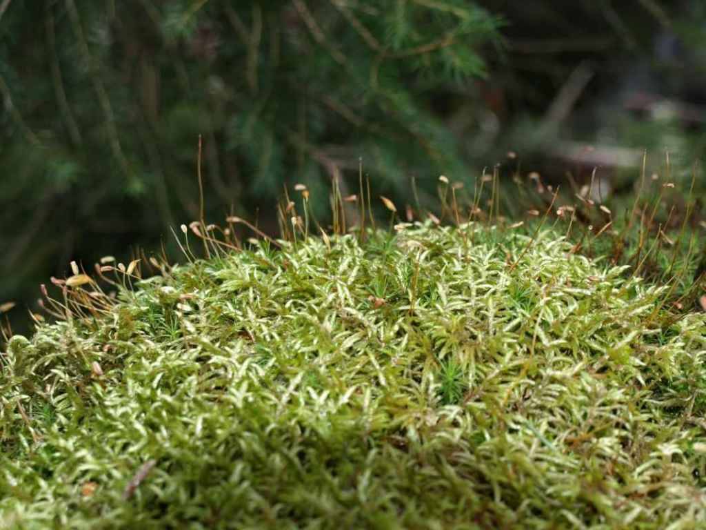Detail obrzku | Kliknutm na obrzek zavete okno.