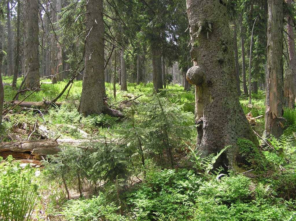 Detail obrzku | Kliknutm na obrzek zavete okno.