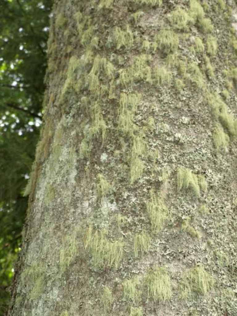 Detail obrzku | Kliknutm na obrzek zavete okno.