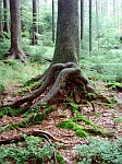 dsci0141.jpg